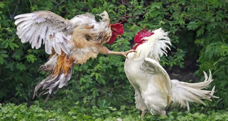 Tips Agar Tidak Kecanduan Bermain Sabung Ayam